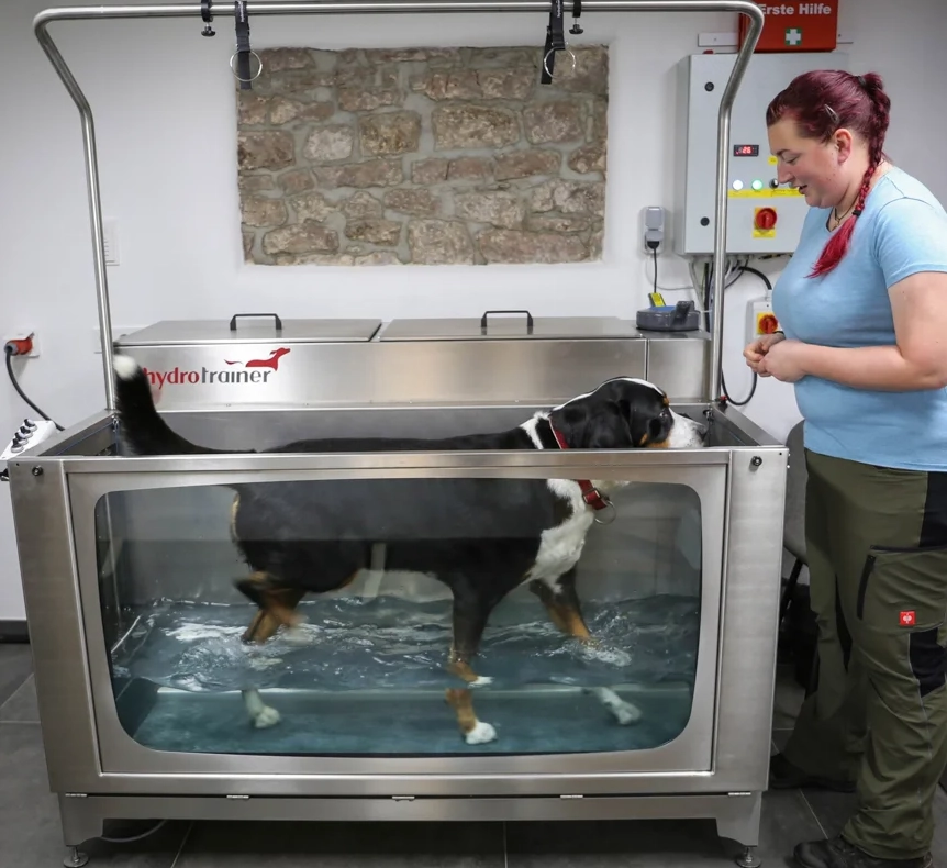 Schorn-aquatherapie-hund-unterwasserlaufband-kleintierphysiotherapie-im-wasser