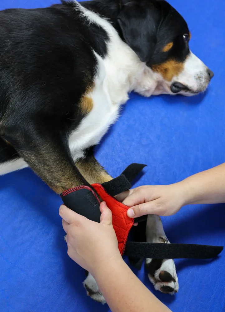 Schorn bandagen prothesen orthesen veterinaerbandagen gelenkschutz hundebandage