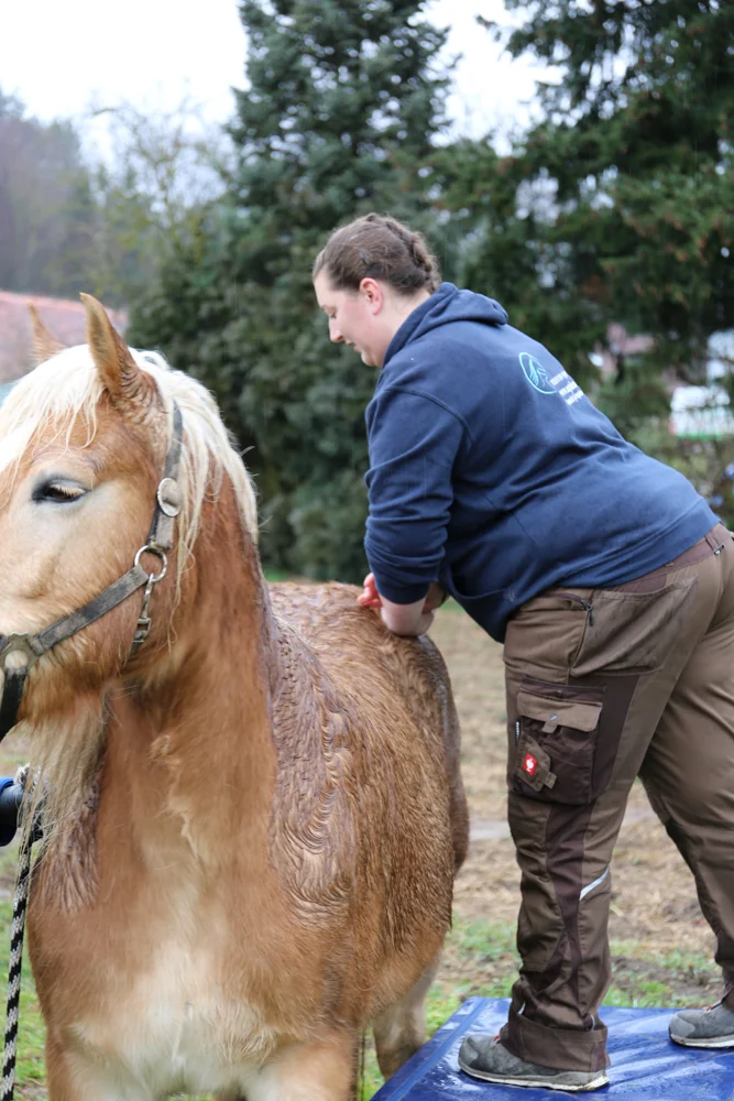 Schorn pferdechiropraktik pferdechirotherapie pferderehabilitation