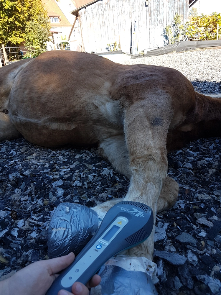 Schorn veterinaerlasertherapie pferdenotfall pferdebehandlung pfe